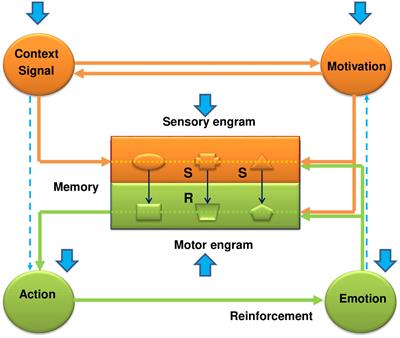 Frontiers The Systemic Effects Of The Enriched Environment On The